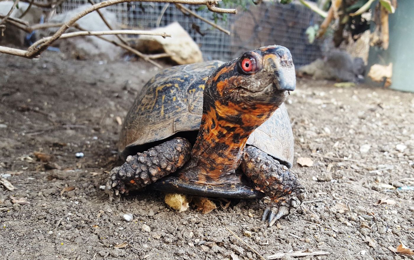 Both tortoises and turtles alike are waning in numbers, and we have to act now to save them.