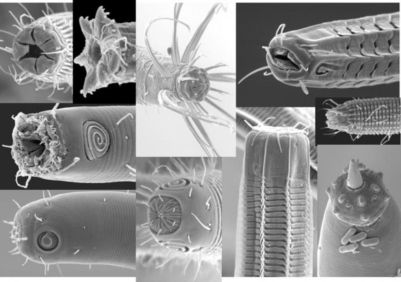 Scanning electron microscopy of marine nematodes. UCR's Holly Bik is one of the few researchers studying the microbiomes of invertebrate animals. / Credit: James Baldwin and Manuel Mundo-Ocampo, UC Riverside