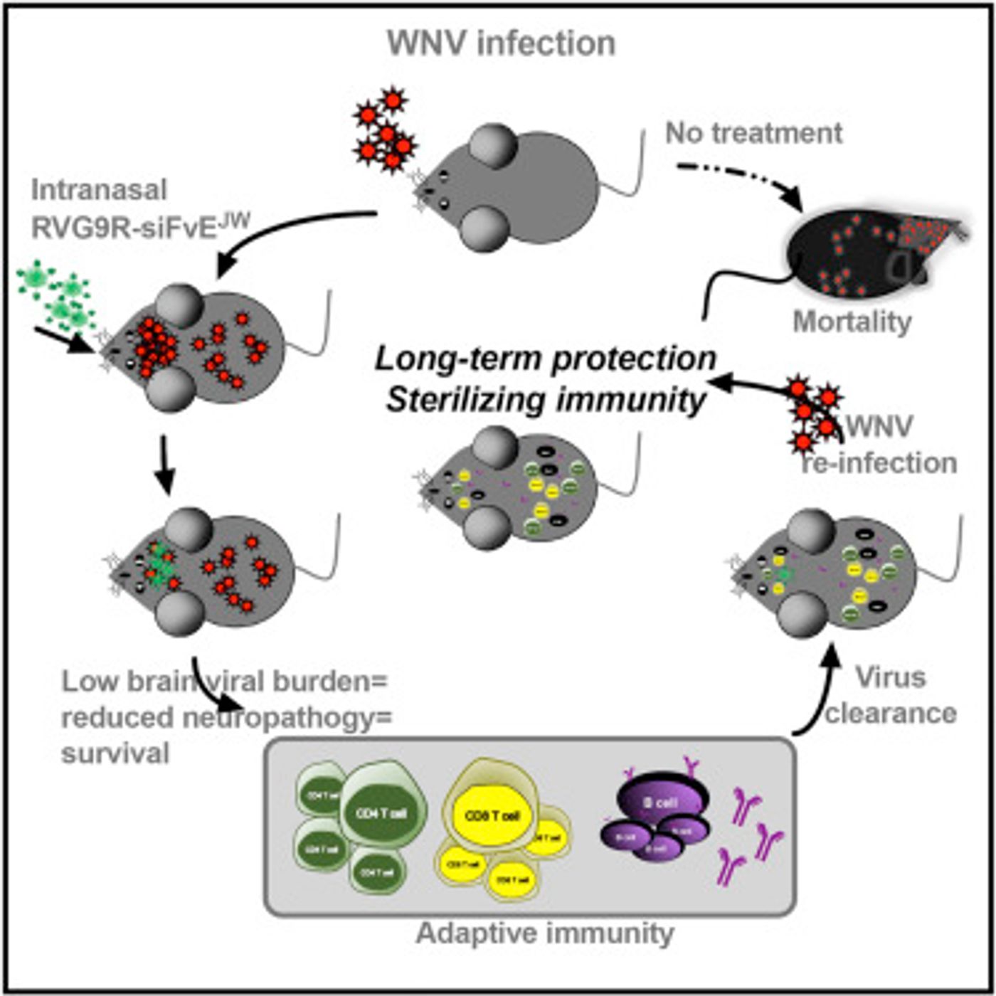 Graphical abstract from Cell Host & Microbe, Beloor et al