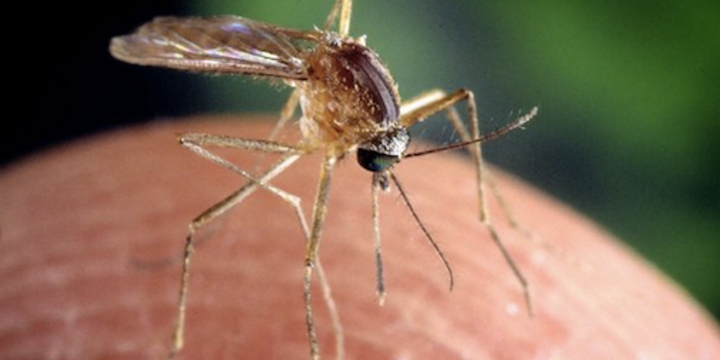 Mosquitoes carry disease, including West Nile Virus / Image credit: Pixnio