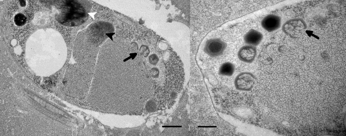 This is a cell of Bodo saltan 24 hours after BsV infection (Left) and BsV virion assembly and maturation (Right). / Credit: Christoph Deeg, Curtis Suttle, University of British Columbia