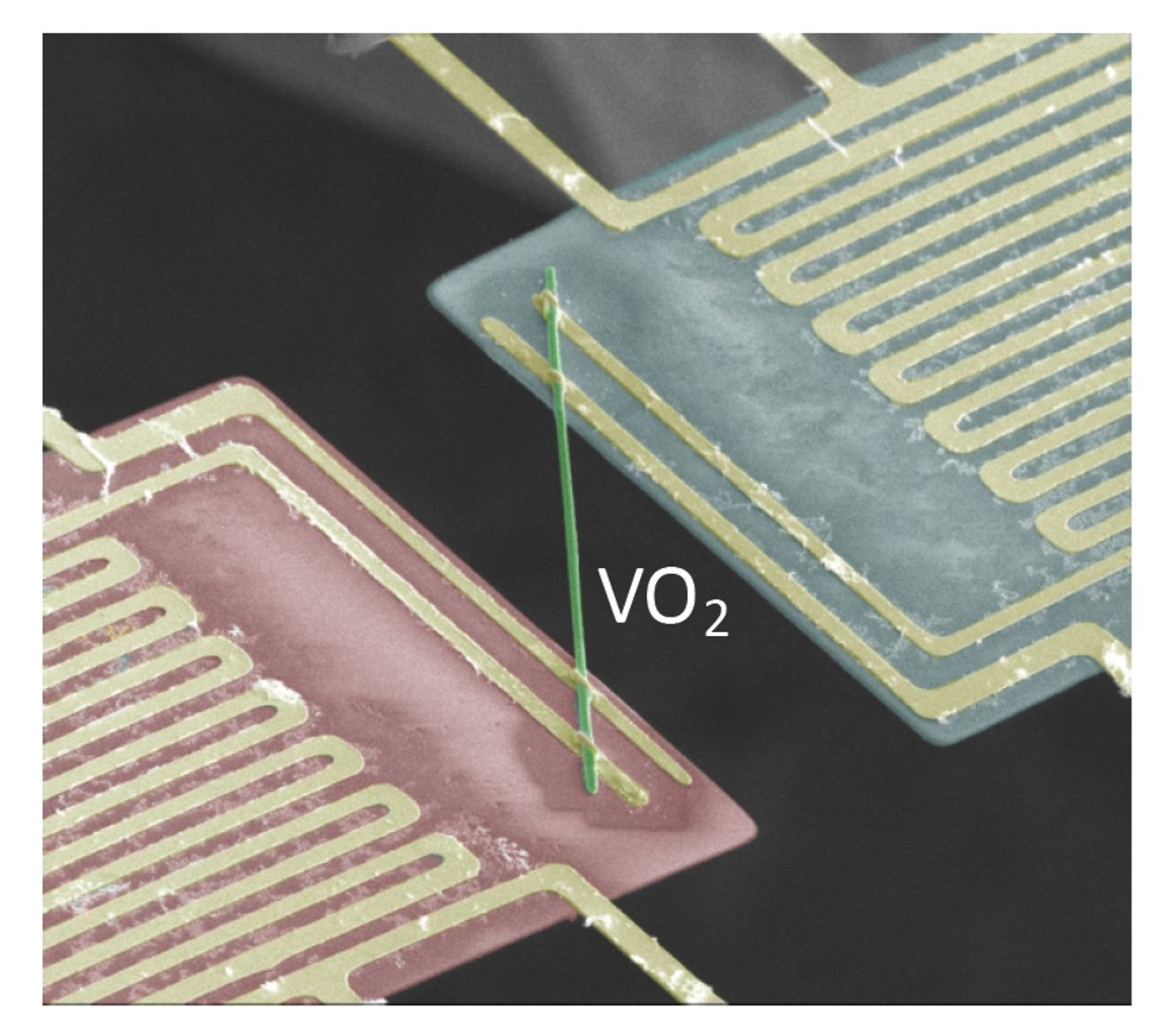 In this false-color scanning electron microscopy image, thermal conductivity was measured by transporting heat from the suspended heat source pad (red) to the sensing pad (blue). The pads are bridged by a VO2 nanobeam. (Credit: Junqiao Wu/Berkeley Lab)