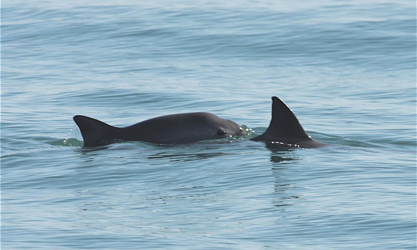 A pair of wild vaquita porpoises swimming in the wild. Only about 30 remain in the wild today, according to the IUCN.
