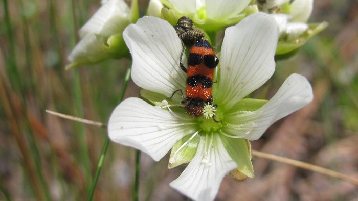 A beetle inside of a Venus flytrap's flower.