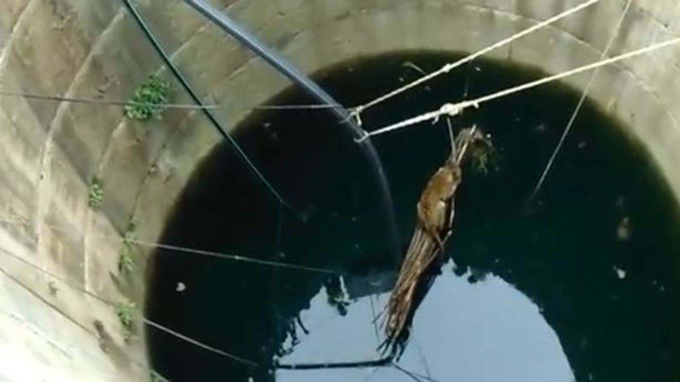 A leopard in a well in India stuggles to stay on a platform lowered by rescue teams.