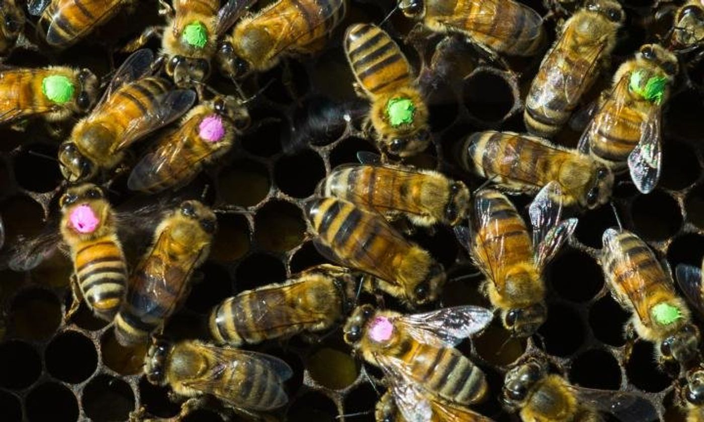 Dots mark bees treated with antibiotics. -Univ. of Texas at Austin