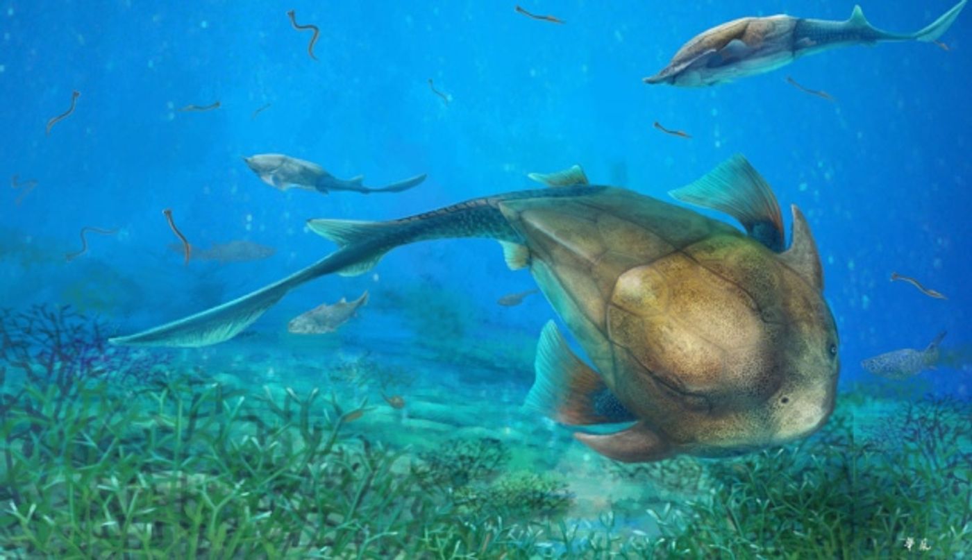 An artist's rendition of the Qilinyu, a type of placoderm that existed 423 million years ago.