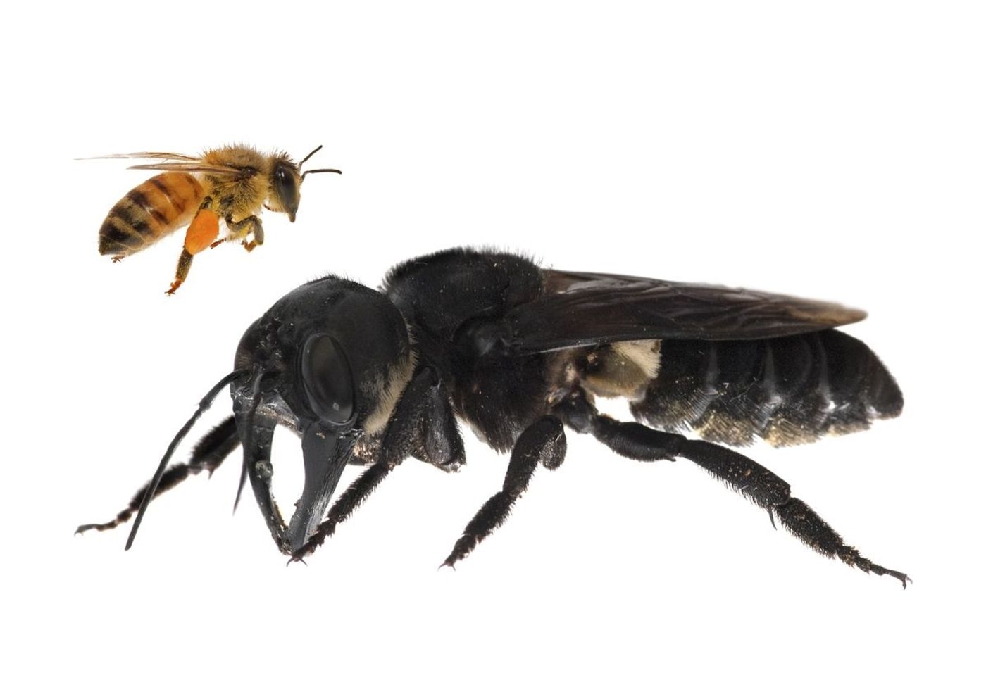 A comparison in size between Wallace's giant bee and a standard bee.