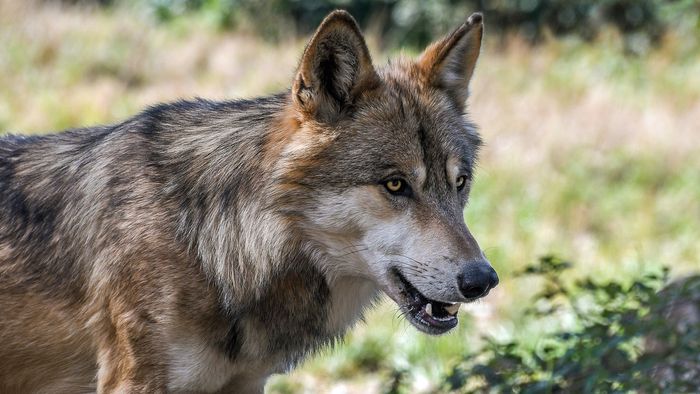 Animal experts saw the first wild wolf in Northern Belgium in more than a century.