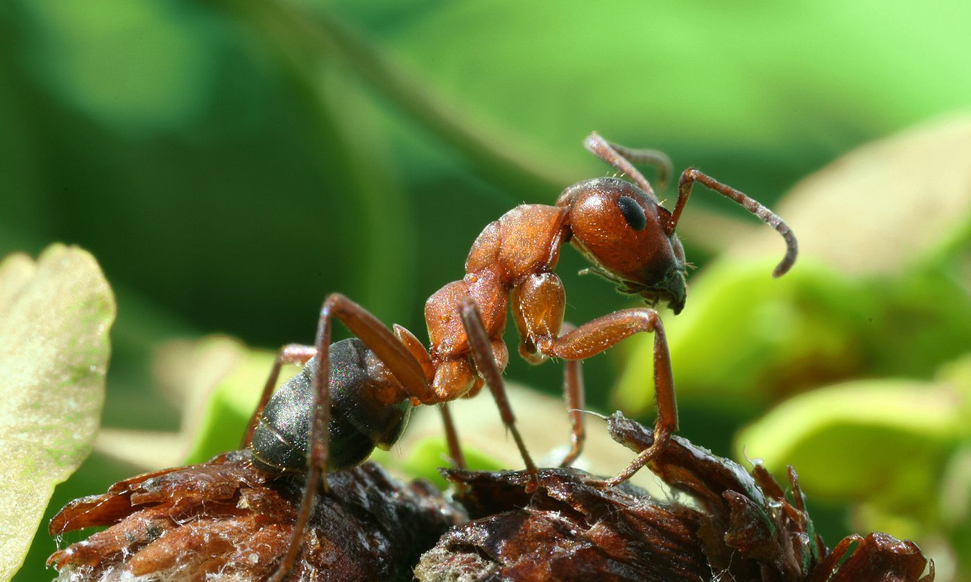 Researchers used the compound eyes wood ants, which have facets of different diameters in different regions of the eyes that change in size in response to body growth. 