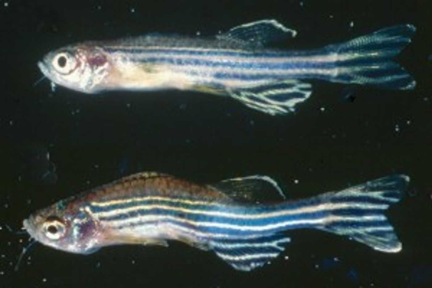 In this photo from Oregon State University College of Veterniary Medicine blog, two zebrafish are shown. The bottom fish is infected with a type of Pseudoloma. / Credit: OSU