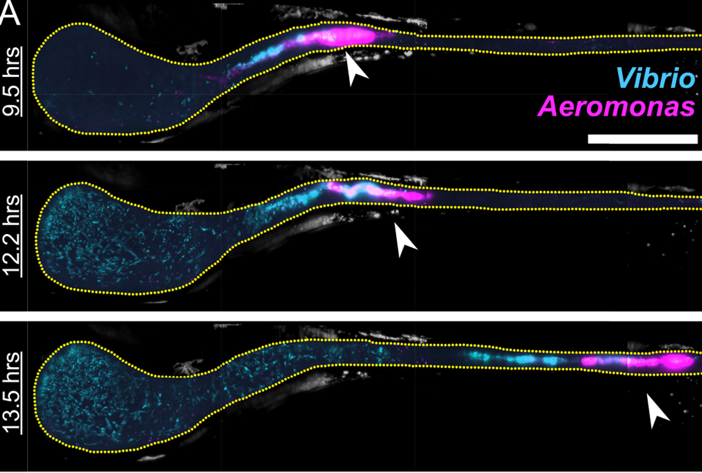 MIPs of Aeromonas (magenta) and Vibrio (cyan) in a larval zebrafish intestine. Scale bar: 200 ?m. The fish was initially colonized at 4 dpf with Aeromonas, challenged 24 hr later by inoculation with Vibrio, and then imaged every 20 min for 14 hr. The times indicated denote hours post-challenge. In all images, the region shown spans about 80% of the intestine, with the anterior on the left. Image contrast in both color channels is enhanced for clarity. Yellow dotted line roughly indicates the lumenal boundary. As time progresses, the anterior growth of Vibrio as well as abrupt changes in the Aeromonas distribution (arrows) are evident. / Credit: PLOS Biology Wiles et al