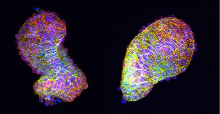 An explanted zebrafish heart loops on its own in a petri dish (left), but without the Frizzled-7a factor necessary for Planar Cell Polarity signaling, it remains tubular (right). Credit: Anne M. Merks, MDC