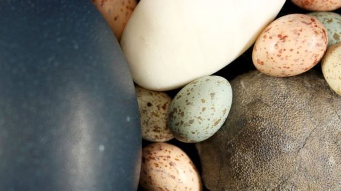 Bird eggs come in all kinds of colors, shapes, and sizes, and dinosaur eggs probably did too.