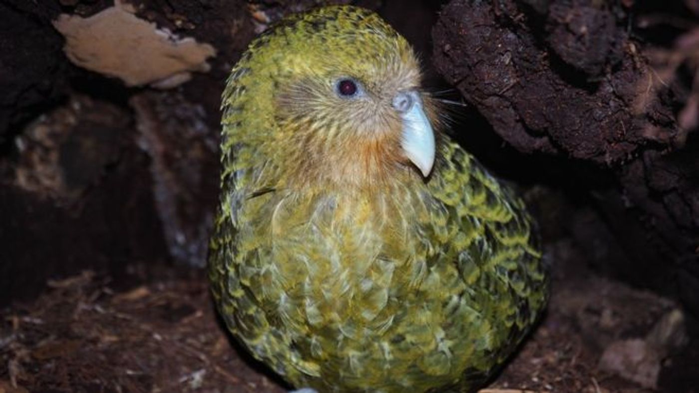 A kakapo parrot.