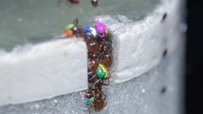 Color-coded worker ants dig during a lab experiment.