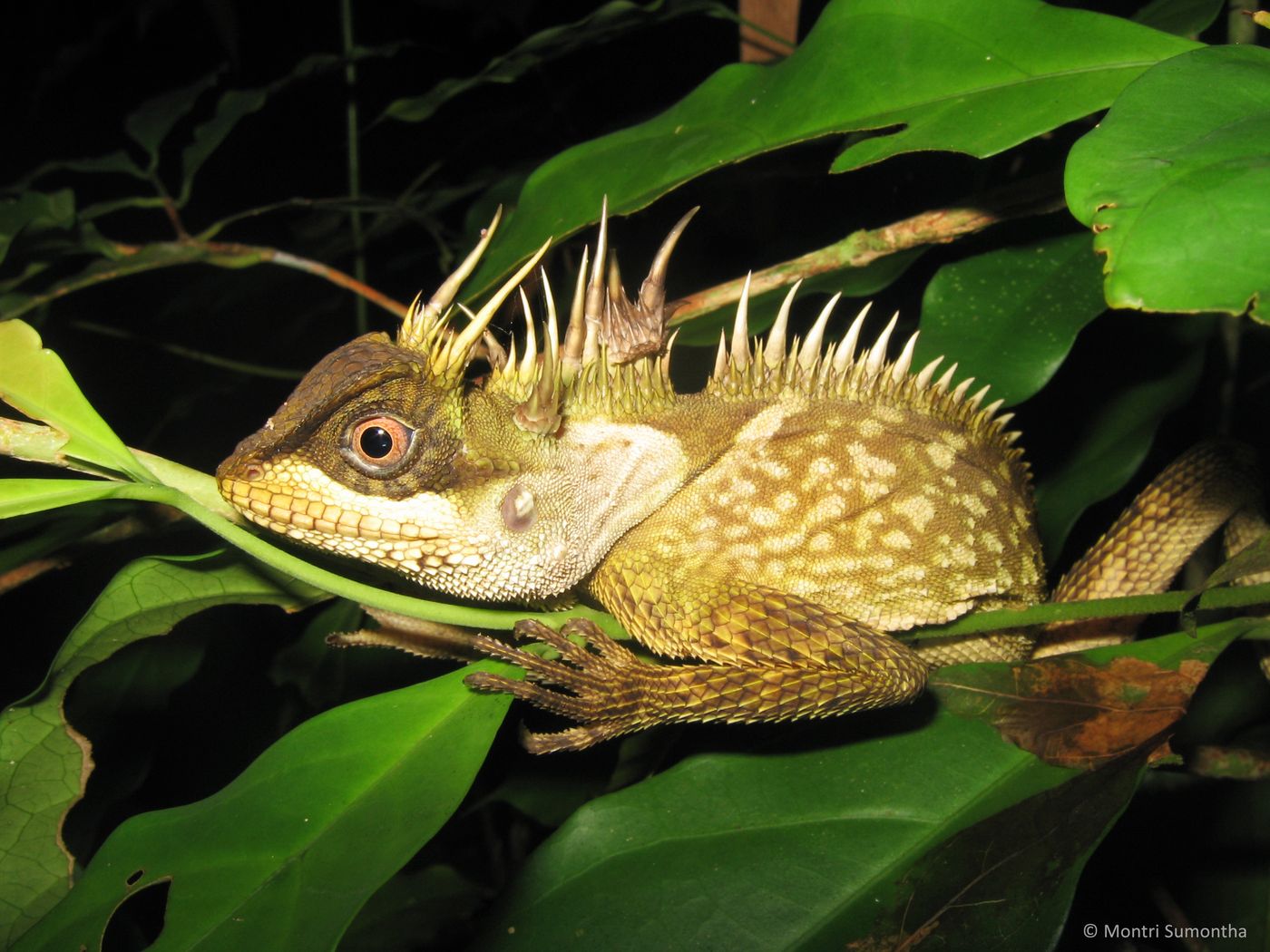 The Phuket Horned Tree Agamid has a weird assortment of horns on its body.