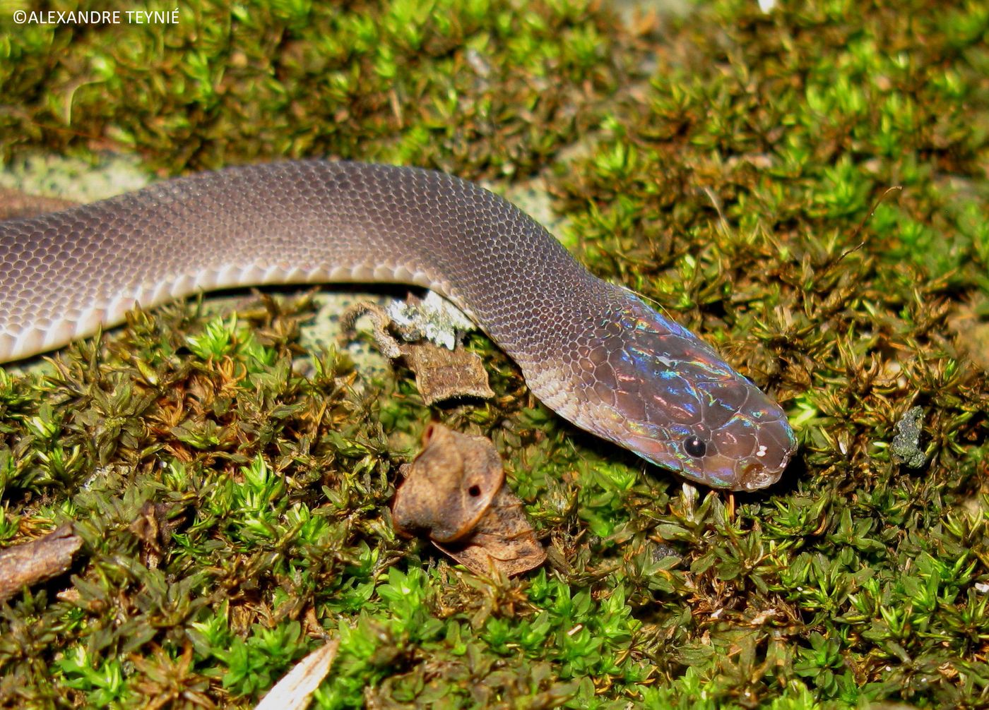 The Ziggy Stardust snake has a rainbow-sheen on his head.