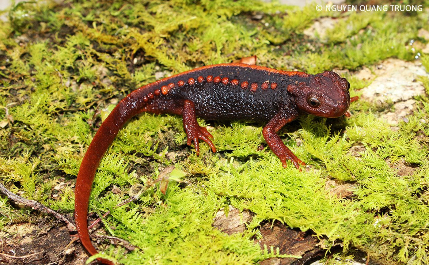 The Klinon Newt was among the 163 newly discovered species.