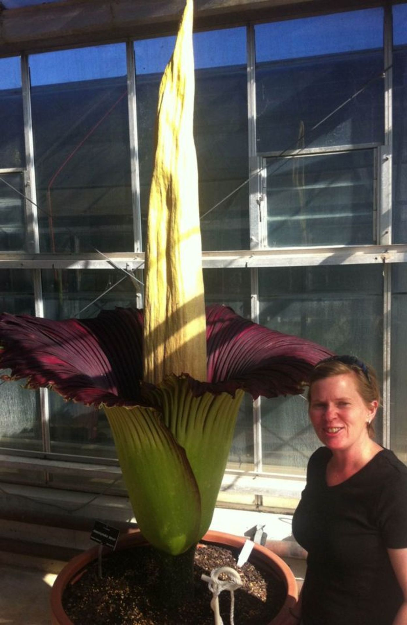 The Australian corpse flower bloomed on Monday, and smelled terrible.