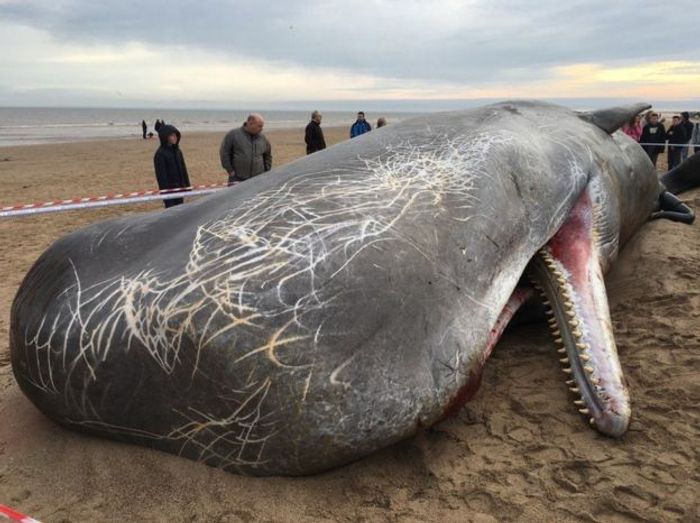 Three sperm whales have been beached on an England beach.