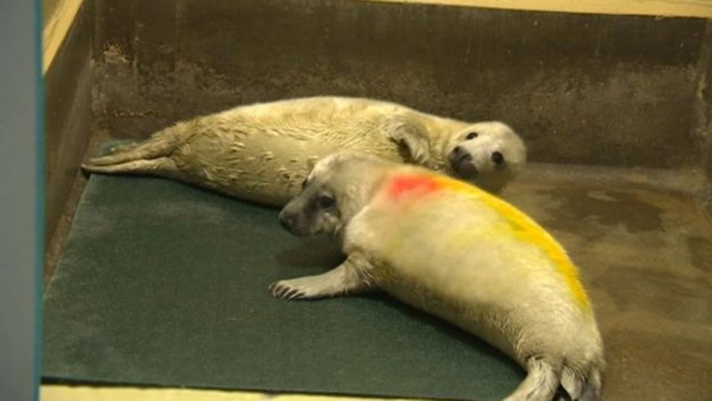 Twin grey seal pups were discovered in Norfolk last year, and may be the first time this has ever been discovered.
