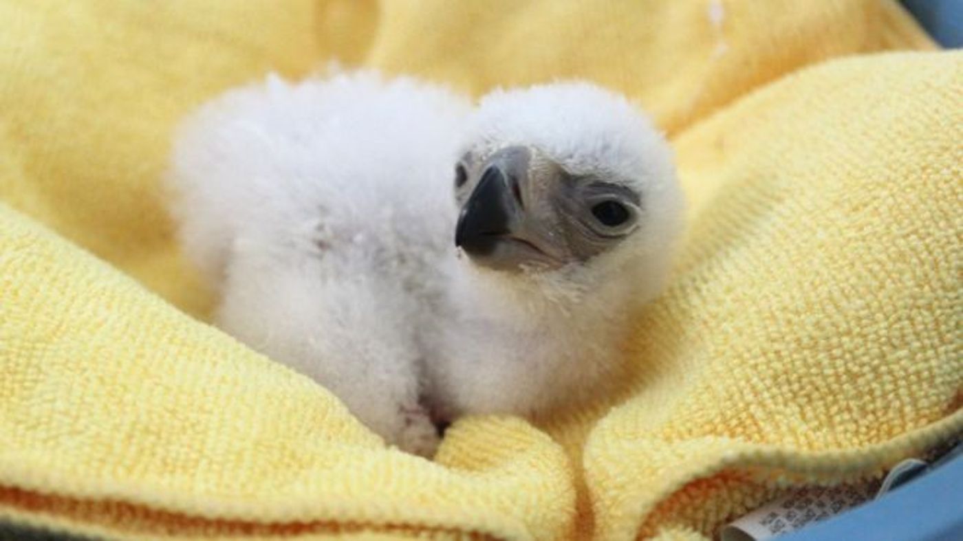 This Philippine Eaglet, just born, gives new hope for the critically endangered species.