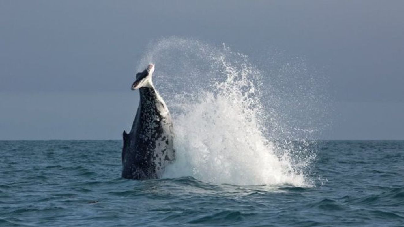 A humpback whale spotted off the coast of New Zealand is missing its tail fins.