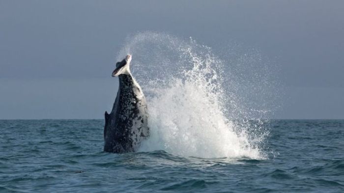 A humpback whale spotted off the coast of New Zealand is missing its tail fins.