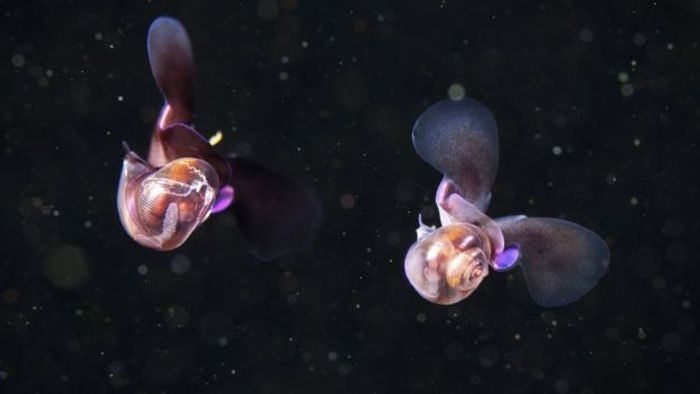 This underwater sea snail swims similarly to how small insects fly.
