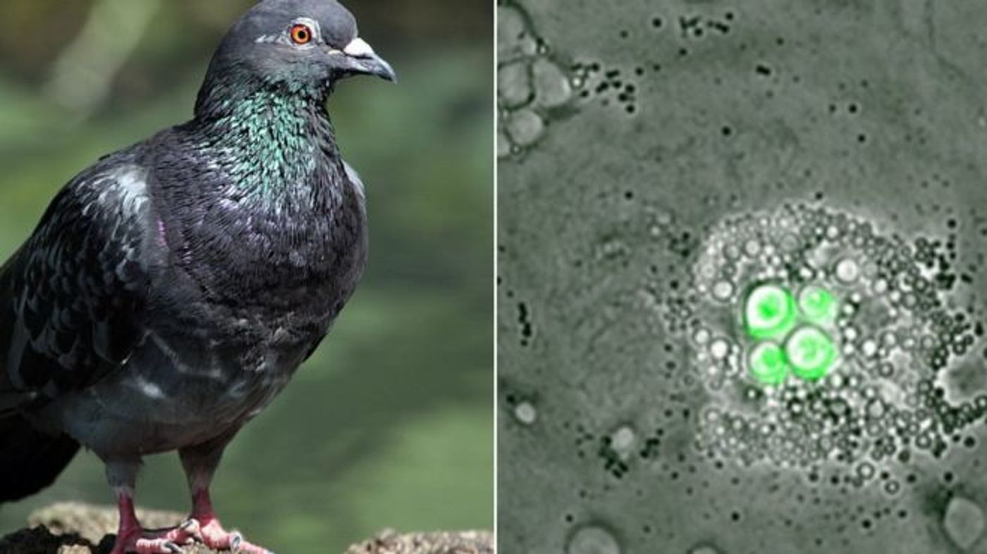 Birds reportedly have a specialized white blood cell that is immune to fungal infections.