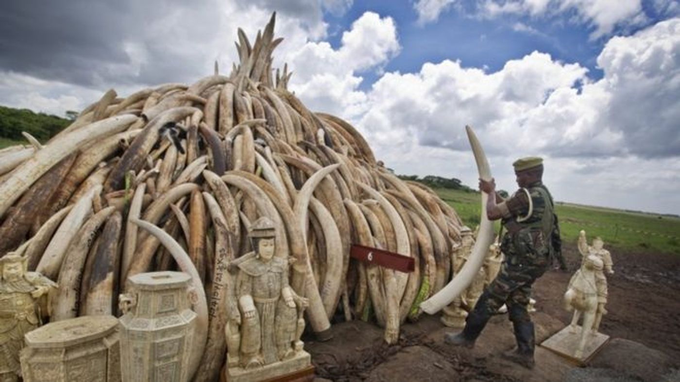 As a part of a huge political statement against elephant poaching, Kenya will incinerate several tons of ivory.