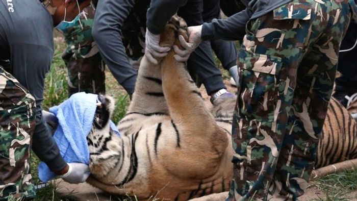 137 fully-grown tigers are transported from a temple in Thailand to an animal refugee facility.
