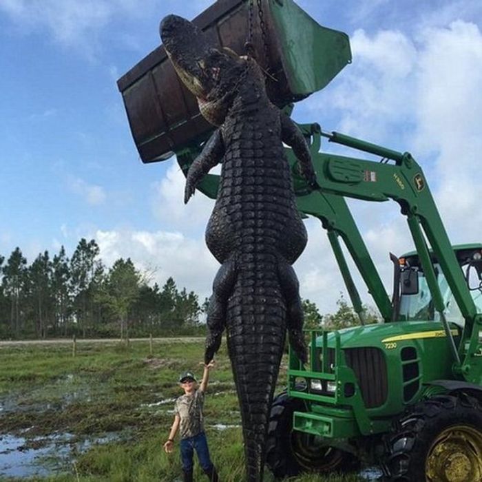 The behemoth alligator that was shot on a Florida farm.