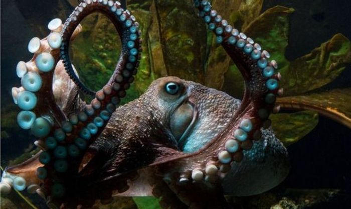 Inky the octopus escaped the New Zealand Aquarium after climbing out of his tank.