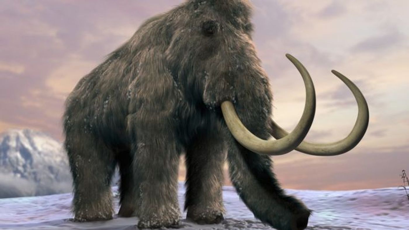 The mammoth went extinct just a few thousand years ago, and climate change may have been to blame.