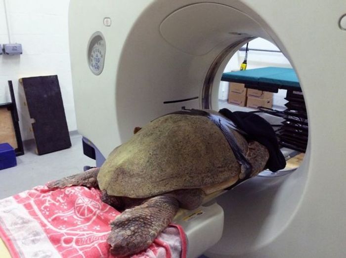 Brain-damage sea turtle gets an advanced CT scan to learn more about her injuries to her brain.