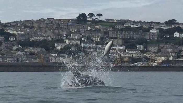 The porpoise is seen being launched from the water by the bottlenose dolphin in Cornwall.