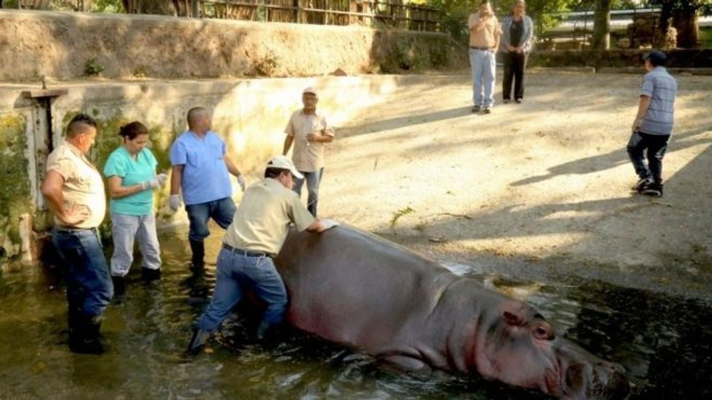 A 15-year-old hippo from a zoo in El Salvador has passed away, and authorities are investigating a zoo for possible poor treatment.