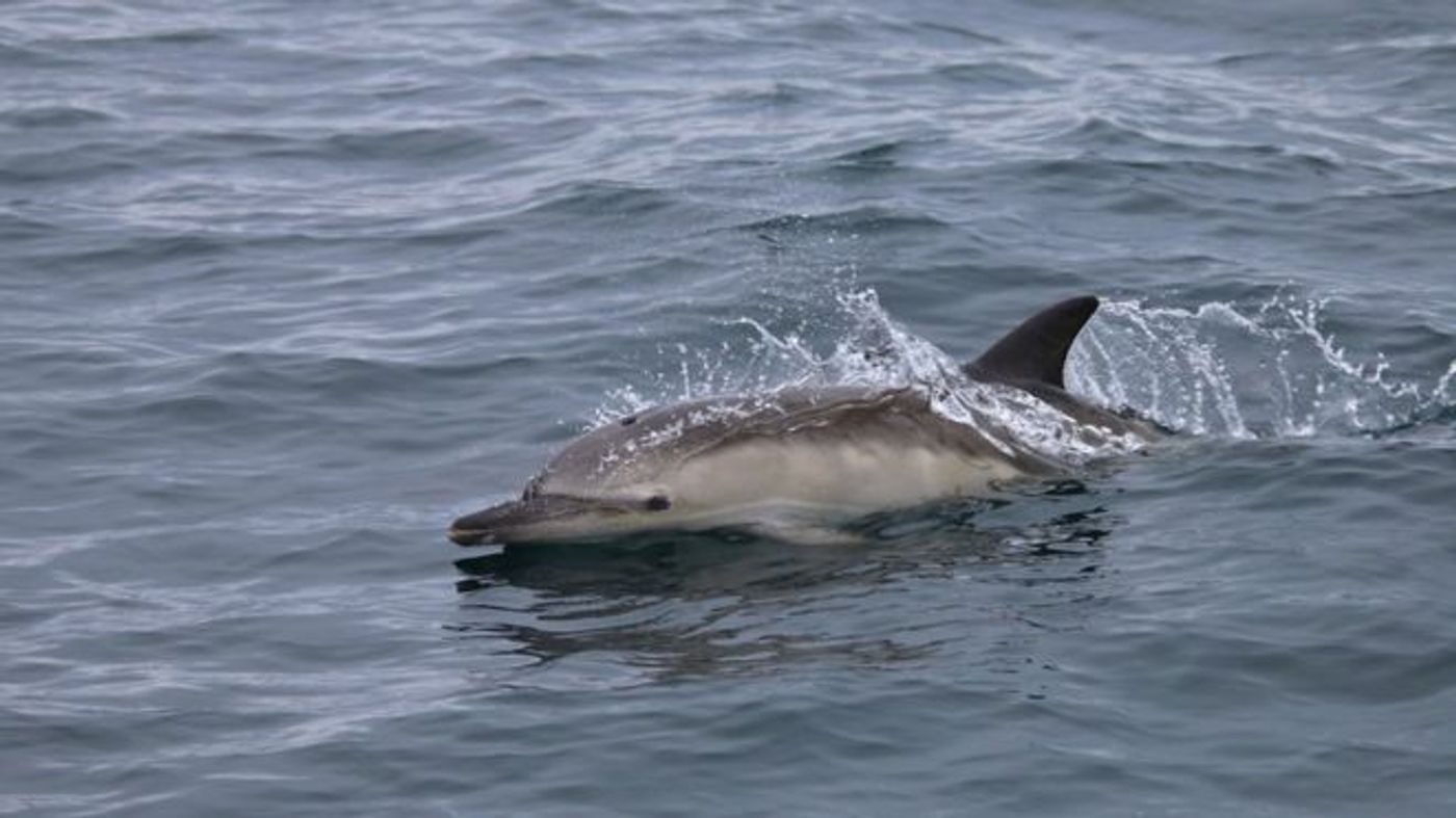 Scotland is seeing impressive record numbers of dolphins in the region.