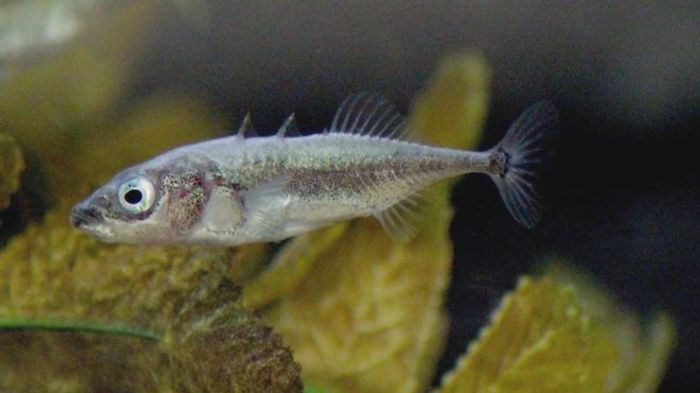 The stickleback was the main type of fish observed in these experiments to measure how fish pool their experience together to ensure survival of even the unfittest.