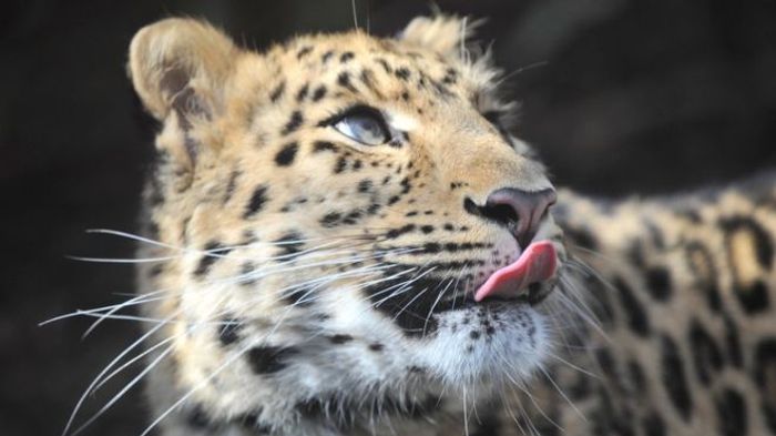 Arina is one of the Amur leopards that will be placed in the breeding enclosure.