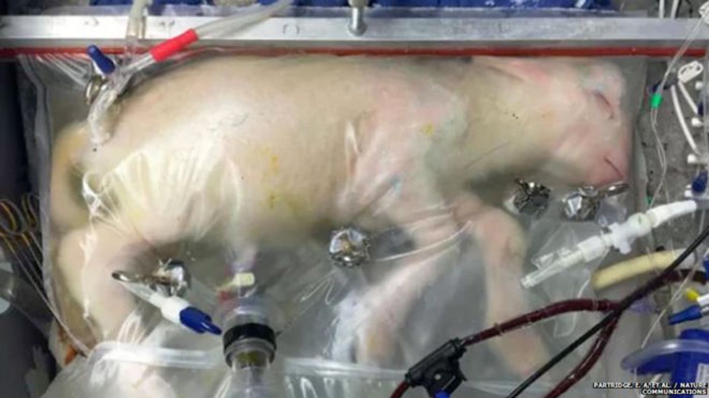 A premature lamb fetus is seen inside of an 'artificial womb' just before birth.