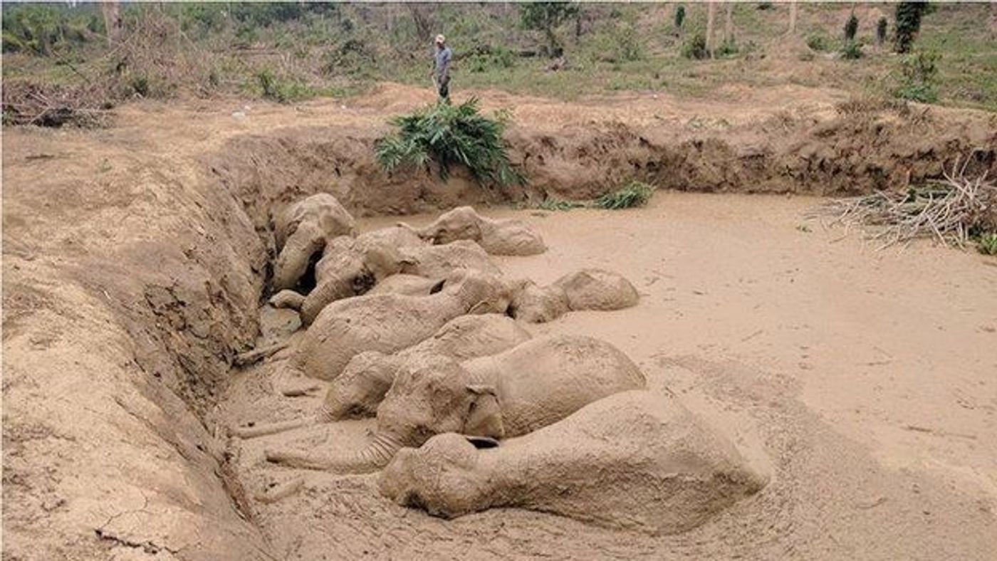 11 Asian Elephants were trapped inside of a massive mud pit in Cambodia.