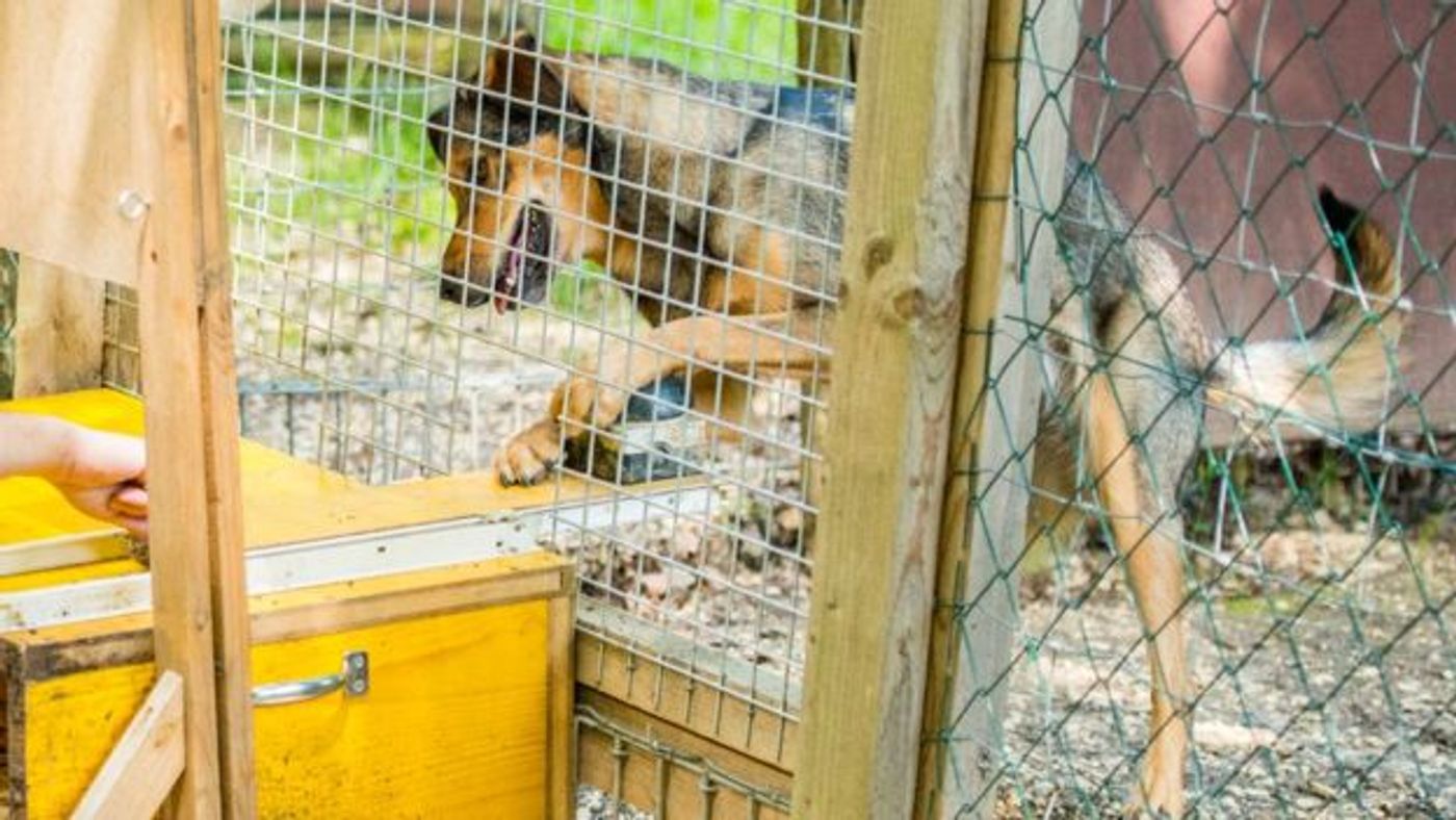 Both dogs and wolves participated in this fun social experiment.