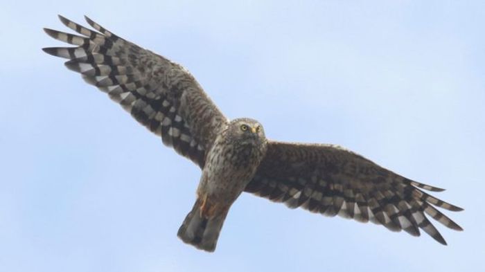 Hen harriers are beautiful birds, but their numbers are in serious decline.