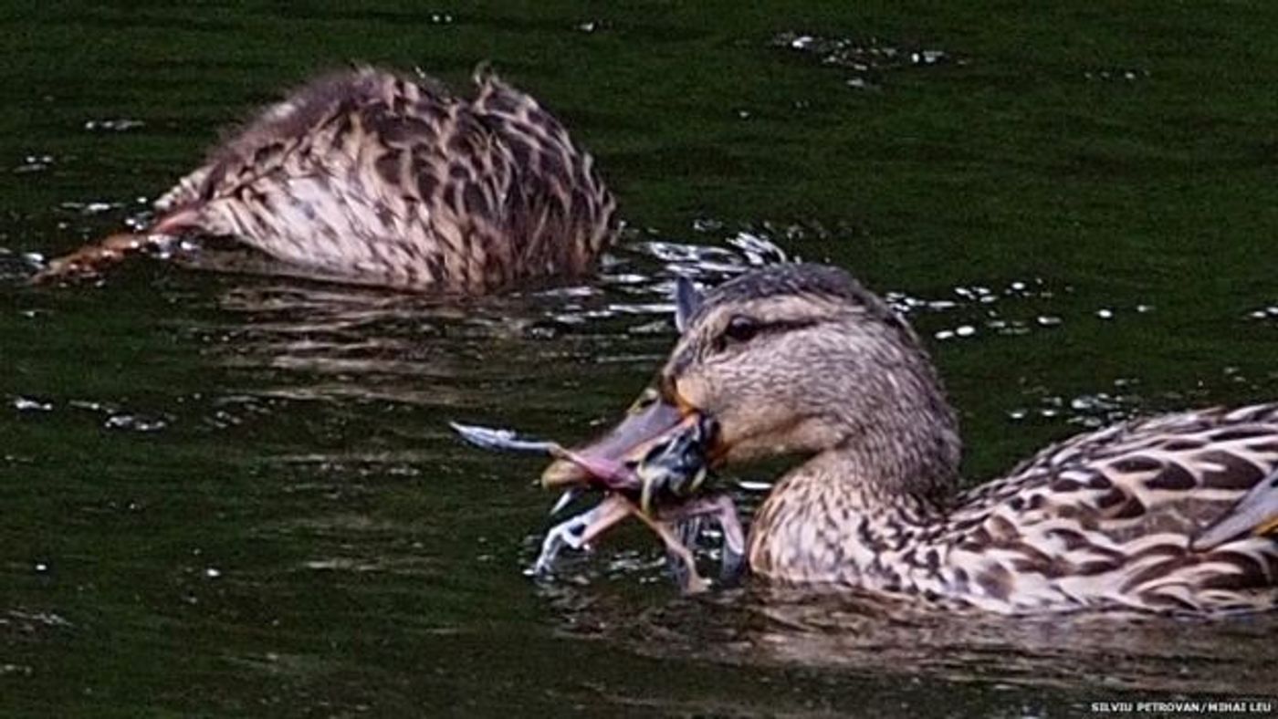 A mallard duck is seen with a small gray wagtail in its mouth after drowning it.
