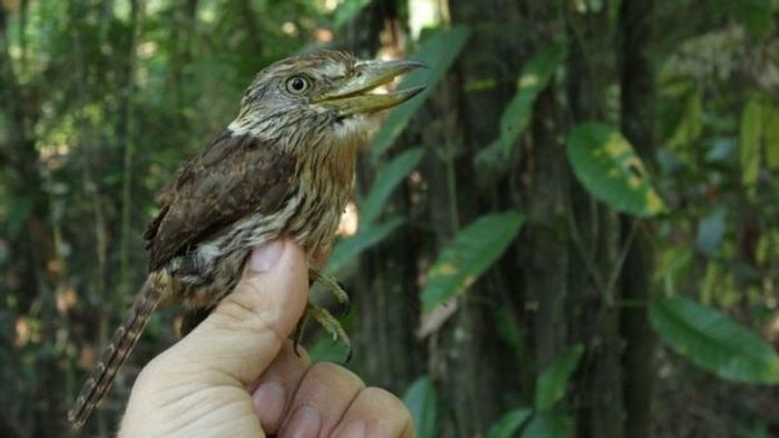 The Western Puffbird (Nystalus obamai) was the only new bird species discovered in the Amazon between 2014-2015.