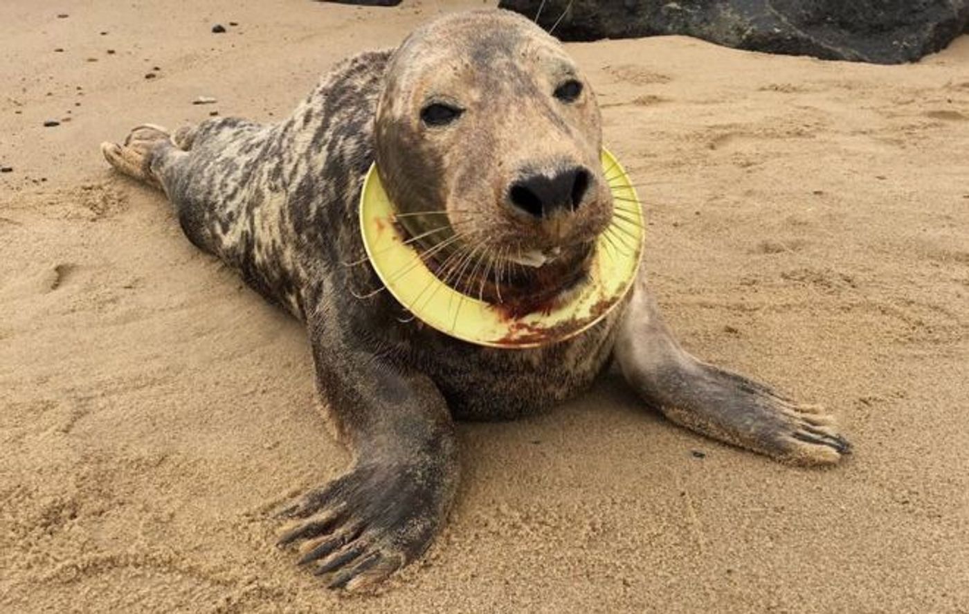 Mrs. Frisbee is a seal from north Norfolk that had a yellow toy Frisbee tightly-entangled around her neck.