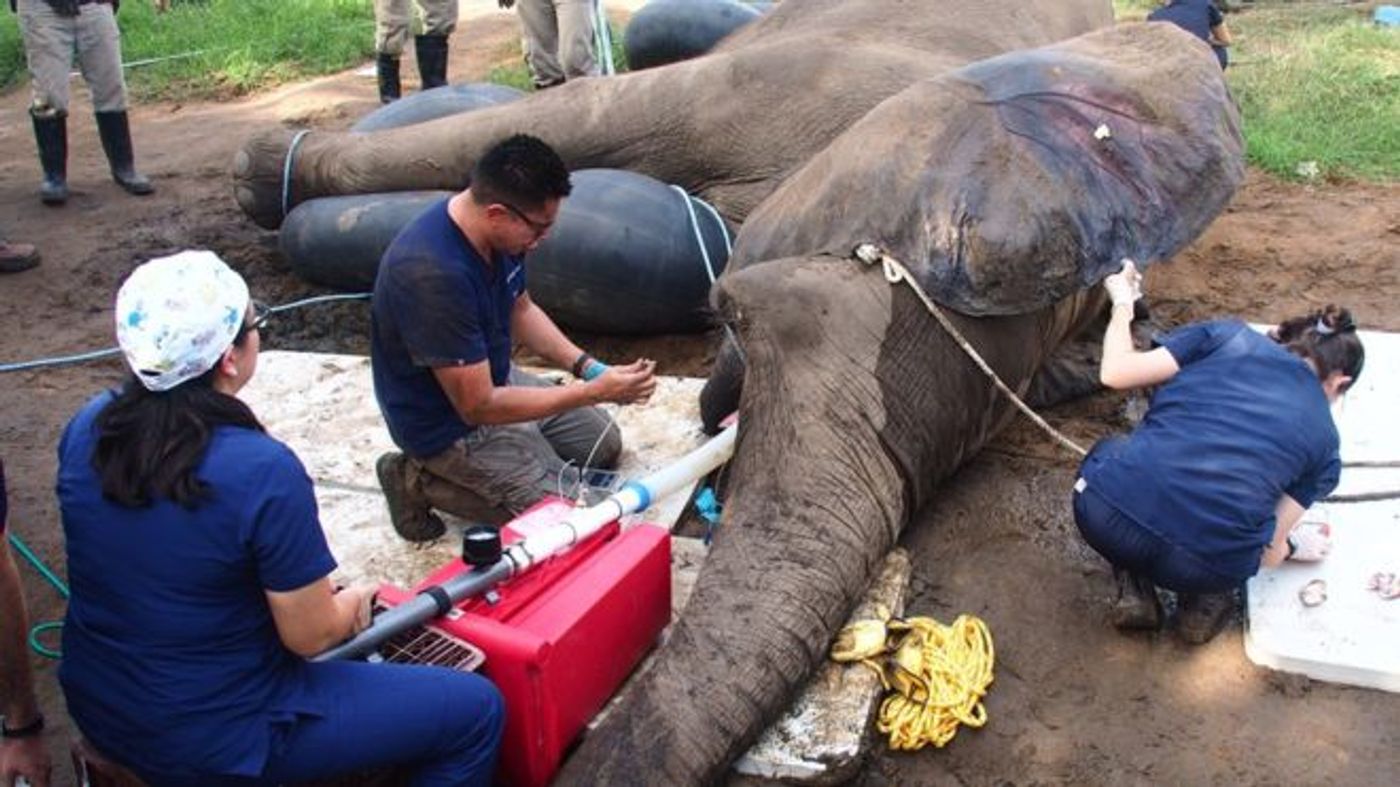 Tantor is anesthetized so that officals can perform the root canal procedure safely.